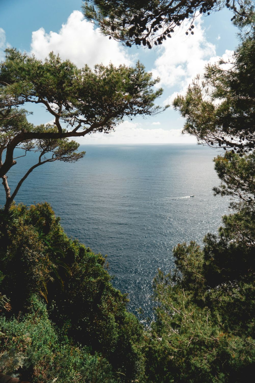 Calm open sea seen from a wooded clifftop, framed by pine trees, with a small boat far below.